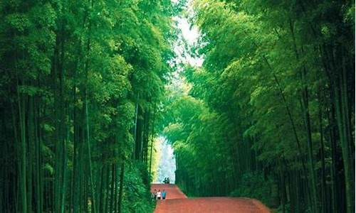 中国大竹海风景区_中国大竹海风景区在哪里